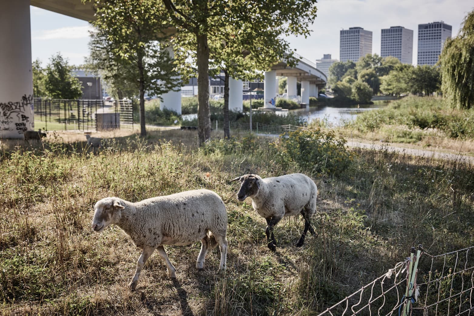 twee schapen in een weiland, bij een viaduct de lee towers op de achtergrond