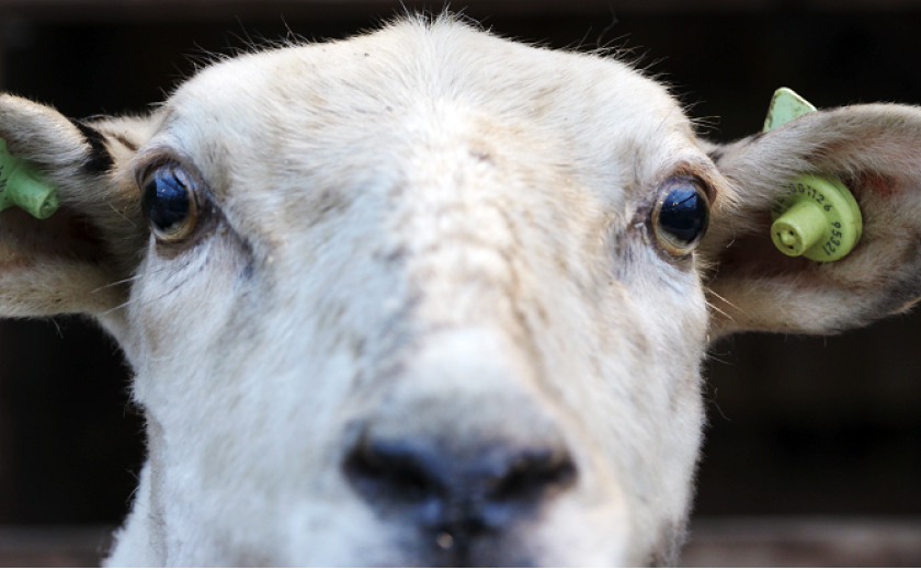 Close up foto van het hoofd van een schaap