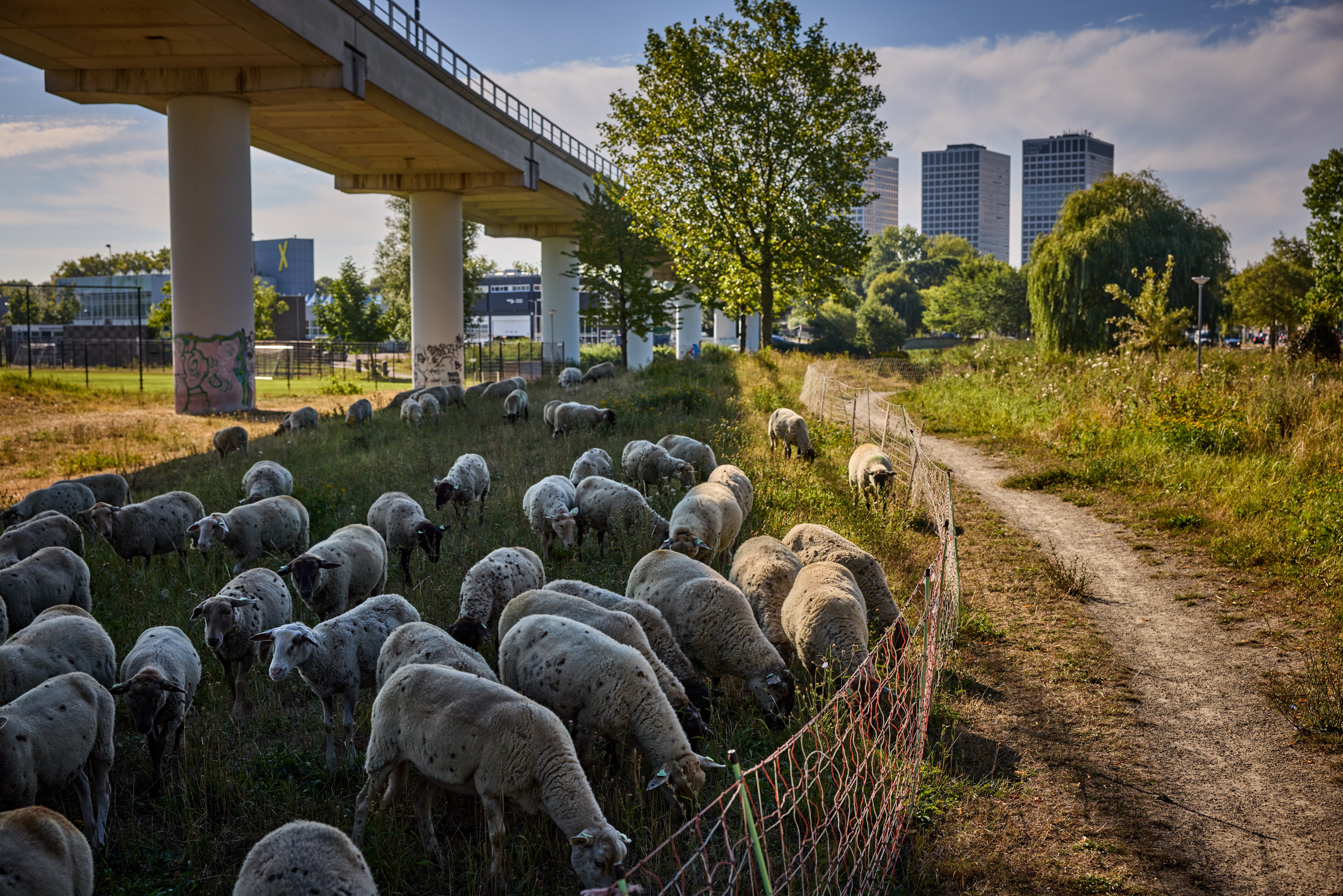 foto van schapen onder een viaduct
